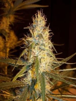 Pink Floyd Regular Seeds - 18-MRNPF