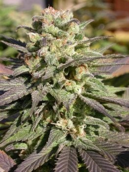Warlock Regular Seeds - 11-SRSW-REG