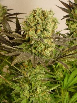 Motavation Regular Seeds - 11-SRSM-REG