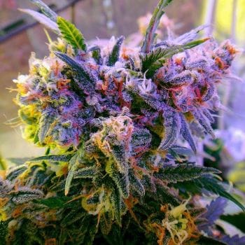 Aurora Indica Feminised Seeds - 5-NV-AI