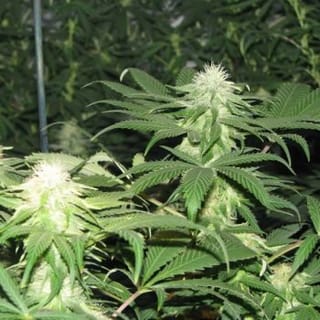 Blackberry Feminised Seeds - 5-NV-BB
