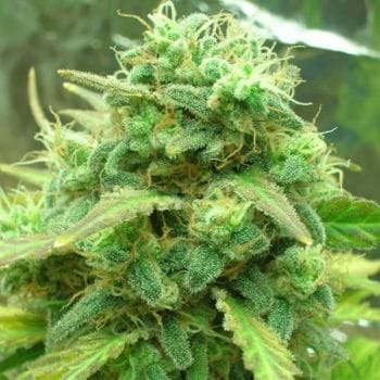 Black Jack Feminised Seeds - 5-NV-BJ