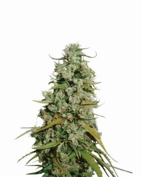 Hawaii Maui Waui Feminised Seeds - 5-NV-HMW