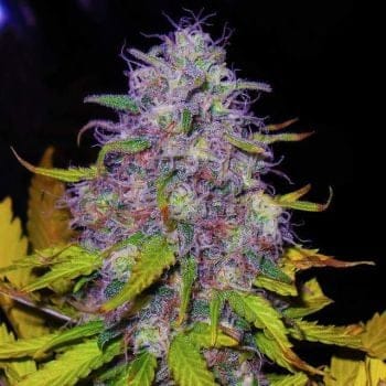 Jock Horror Feminised Seeds - 5-NV-JH