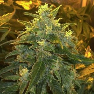 Northern Light Feminised Seeds - 5-NV-NL