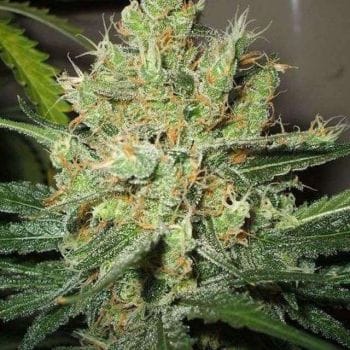 Pure Power Plant Feminised Seeds - 5-NV-PPP