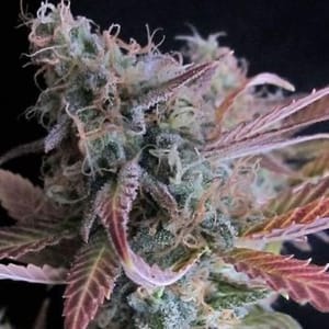 Raspberry Cough Feminised Seeds - 5-NV-RC
