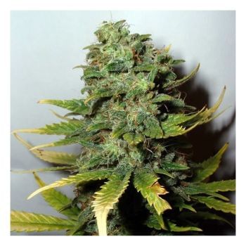 Super Skunk Feminised Seeds - 5-NV-SS