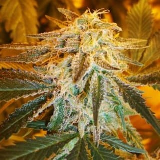 Northern Light Auto Feminised Seeds - 5-NV-NLA