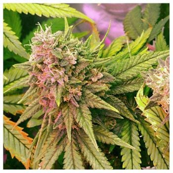 Bubblelicious Auto Feminized Seeds - 5-NV-BUBBLEA