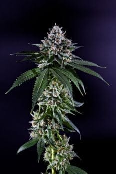 Ken's Kush Regular Seeds - 10-GDP-GDPKKR10