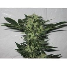 818 Headband Aka Sour OG Feminised Seeds | Buy from Seedsman 818 Headband Aka Sour OG Feminised Seeds | Buy from Seedsman