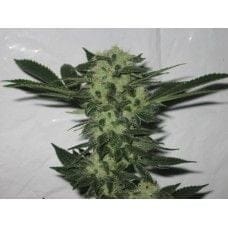 818 Headband Aka Sour OG Feminised Seeds - 6-CC-019-F6