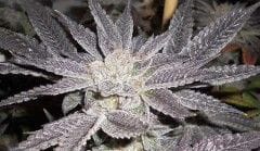 LA Affie Feminised Seeds - 6-CC-021-F6