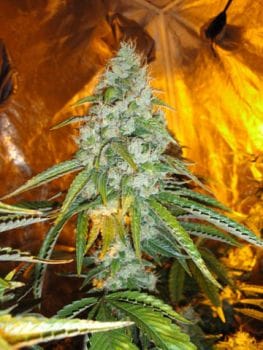 Original Sour Diesel Feminised Seeds - 6-CC-013-F6