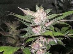 Purple Chem Feminised Seeds - 6-CC-018-F6
