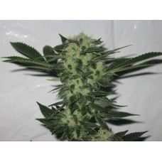 818 Headband Aka Sour OG Regular Seeds-CC-019