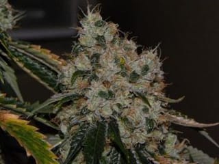 Chem 91 Feminised Seeds - 6-CC-025-F6