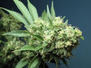 Green Crack Feminised Seeds - 6-CC-026-F6