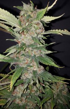 Purple Crack Feminised Seeds - 6-CC-027-F6