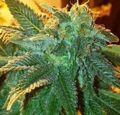 Alien OG Feminised Seeds - 6-CC-028-F6