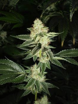 Louis XIII OG Feminised Seeds - 6-CC-033-F6