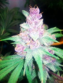 Grape Kush Feminised Seeds - 6-CC-031-F6