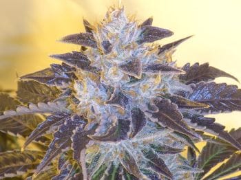 Grape OG Feminised Seeds - 6-CC-032-F6