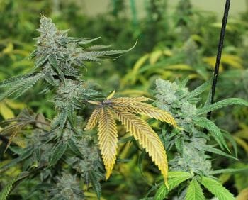 Black Triangle Regular Seeds - 11-BODH-BLKTR-REG
