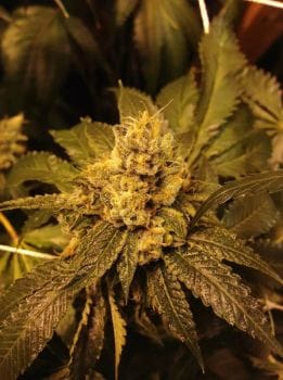 Grandpa Larry Regular Seeds - 10-GDP-GDPGPLRR10