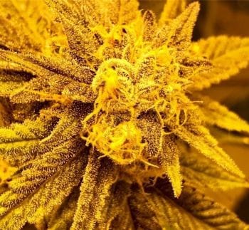 Purple Champagne Regular Seeds - 10-GDP-GDPPRPCHR10