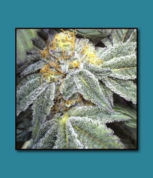 Kens Grand OG Regular Seeds - 10-GDP-GDPKENSGR10