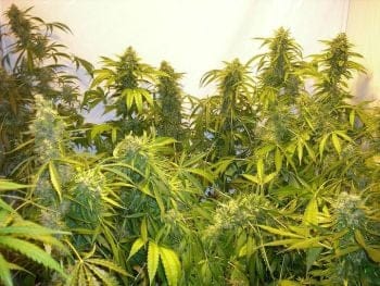 Black Samba Super Auto Feminised Seeds - 3-FLSHBLKSMB-F3