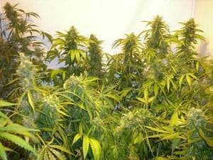 Black Samba Super Auto Feminised Seeds - 3-FLSHBLKSMB-F3