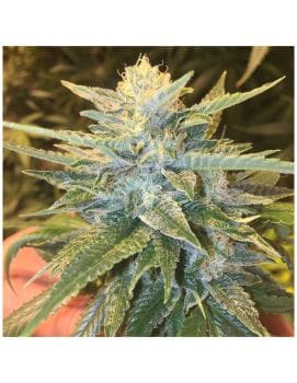 Bay Lotus Regular Seeds - 10-GDP-GDPBAYLR10