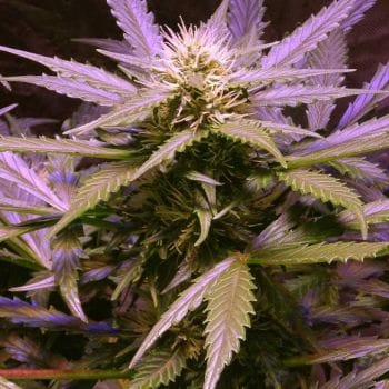 Lemon OG Haze Auto Feminised Seeds - 5-NV-LOGHZA