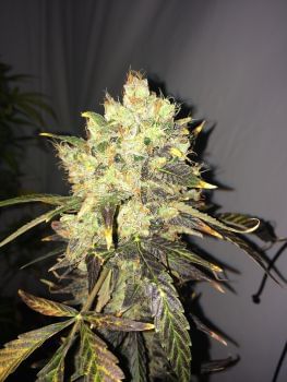Supreme CBD Durban Feminised Seeds - 5-NV-SCBDD