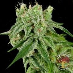 Banana Split Regular Seeds - 12-DNA-CFF-001