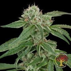 Crockett's Confidential Regular Seeds - 12-DNA-CFF-002
