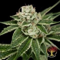 Crockett's Dawg Regular Seeds - 12-DNA-CFF-003