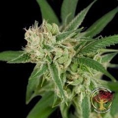 Sour Banana Sherbet Regular Seeds - 12-DNA-CFF-006