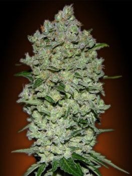 Collection #1 Auto Feminised Seeds - 6-ADV-COLL1-AUTO-FEM