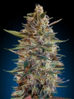 Collection #2 Auto Feminised Seeds - 6-ADV-COLL2-AUTO-FEM