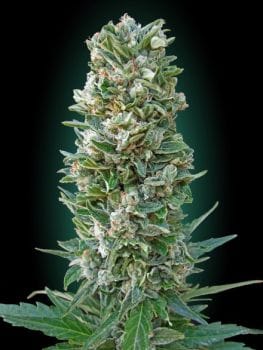 Collection #3 Auto Feminised Seeds - 6-ADV-COLL3-AUTO-FEM