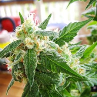 AK48 Auto Feminised Seeds - 5-NV-AK48-AUTO