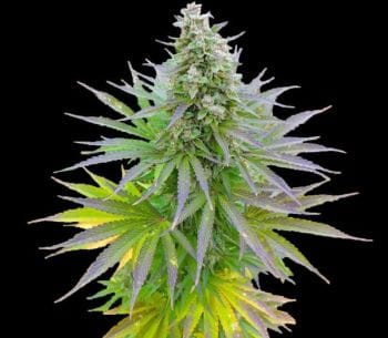 Blueberry Gum Feminised Seeds - 5-G13L-BLGM-FEM-5