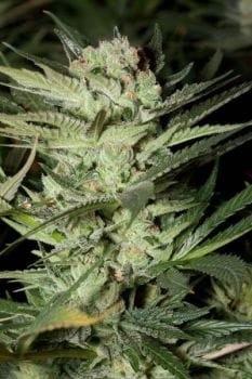 Mozarella Feminised Seeds - 5-G13L-MOZA-FEM-5