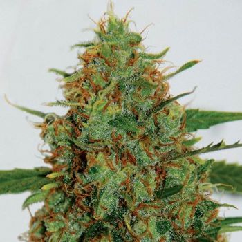 C99 Feminised Seeds - 5-G13L-C99-FEM-5