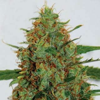 C99 Feminised Seeds - 5-G13L-C99-FEM-5