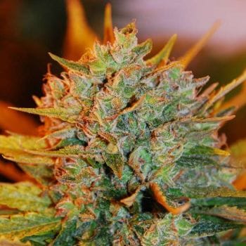 Gigabud Feminised Seeds - 5-G13L-GBUD-FEM-5